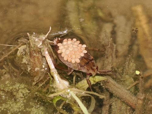 コオイムシ画像