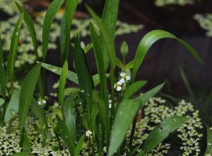 アズミノヘラオモダカ画像