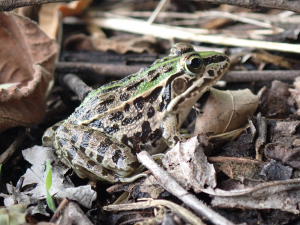 トノサマガエル画像