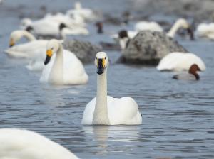 コハクチョウ画像