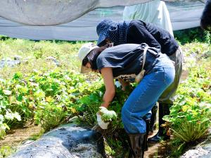 インバウンドモニターツアー