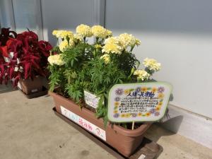 コープ手作りポップ付きの花