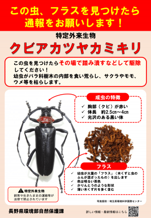 チラシ１