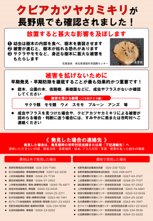 チラシ2