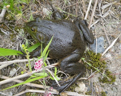 ウシガエル