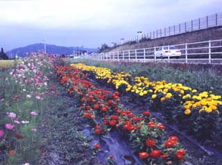 県道脇の農地に植えられたマリーゴールド(1)