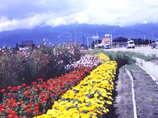 県道脇の農地に植えられたマリーゴールド(2)