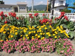 田沢街道のマリーゴールドとその他の花（平成23年度）