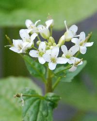 安曇野市の花　わさび