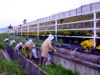 除草作業風景