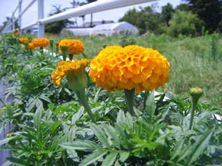 花が咲き始めた豊科県道脇のマリーゴールドの写真(1)