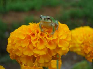 マリーゴールドの花の上でカエルが一休み