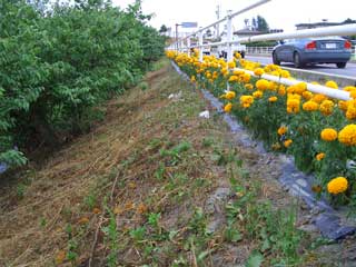 道路法面をきれいに除草された花街道