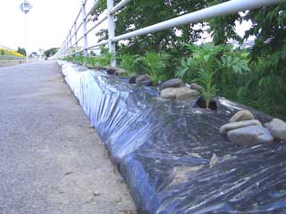 豊科地域での歩道側への防草対策をした区画