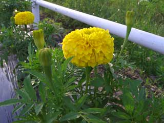 花が咲きはじめたマリーゴールド（豊科地域）