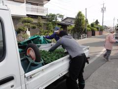 苗の配布
