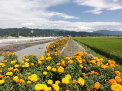 マリーゴールドの花