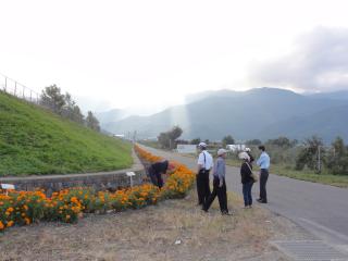 三郷サラダ花街道