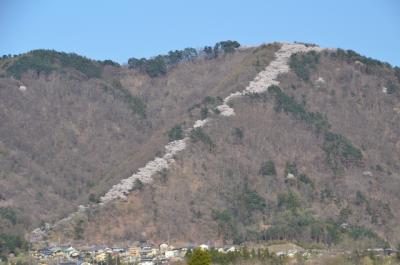 光城山の桜