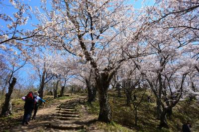 光城山の桜の写真