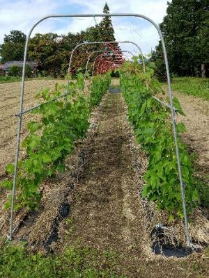 信州の伝統野菜 穂高いんげんについてご紹介します 安曇野市公式ホームページ