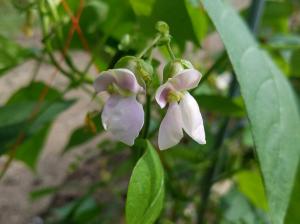 穂高いんげんの花