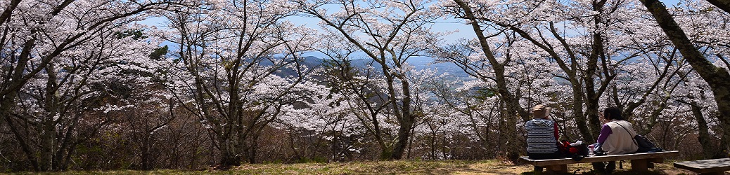 光城山1000人SAKURAプロジェクトのタイトル画像